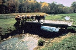Image of cattle crossing stream