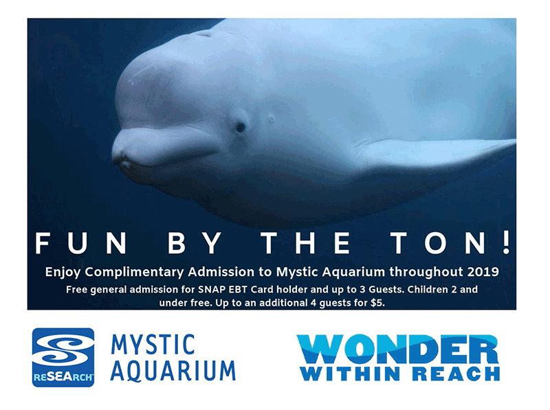 Beluga Whale at Mystic Aquarium
