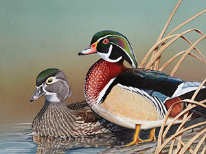 2020 Connecticut Duck Stamp featuring a pair of wood ducks.