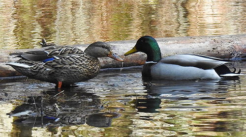 Mallard Ducks