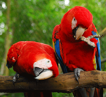 Macaws